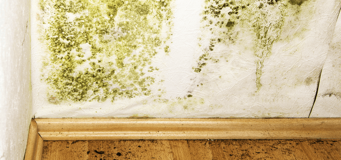 mold damage your house