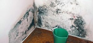 Mold Removal